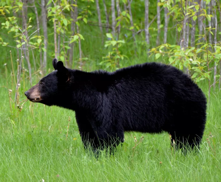 A black bear stands in a grassy field. Image by diapicard from Pixabay.