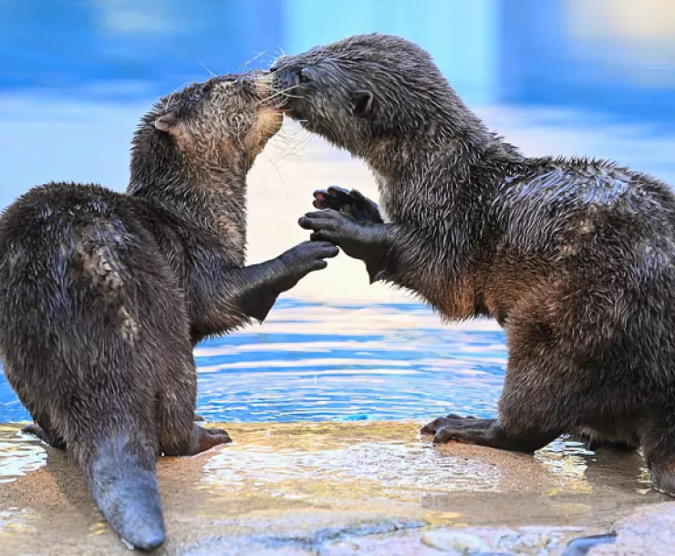 Two otters play adorably beside a pool of water