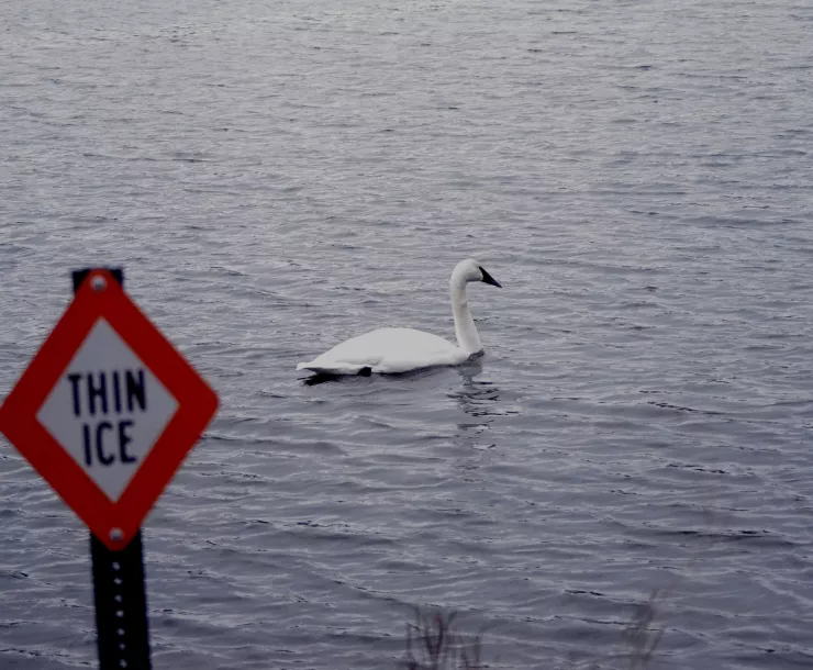 Trumpeter Swan in Roseville, MN, Central Park, February 2024