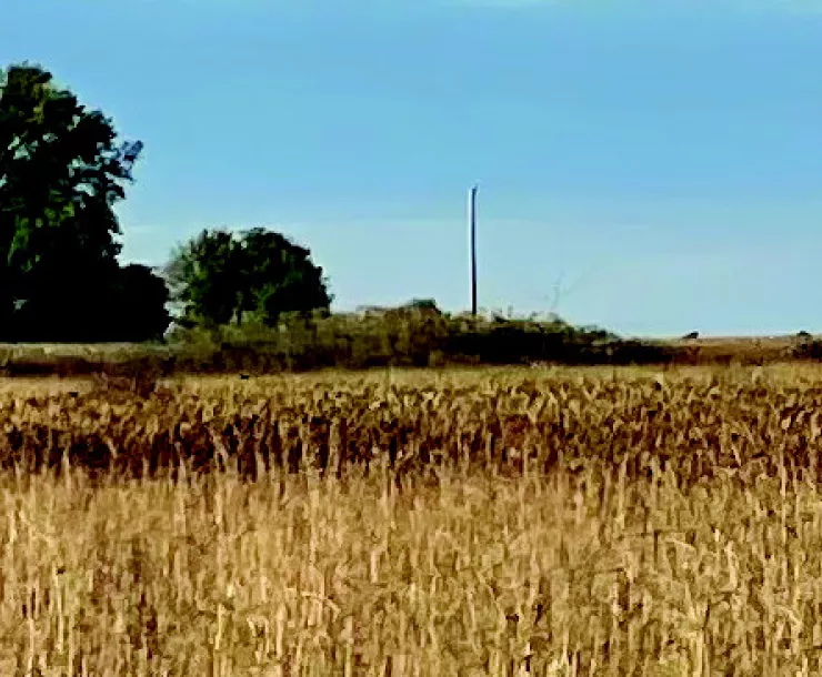 Photo of field with tan-colored grasses and trees in the distance