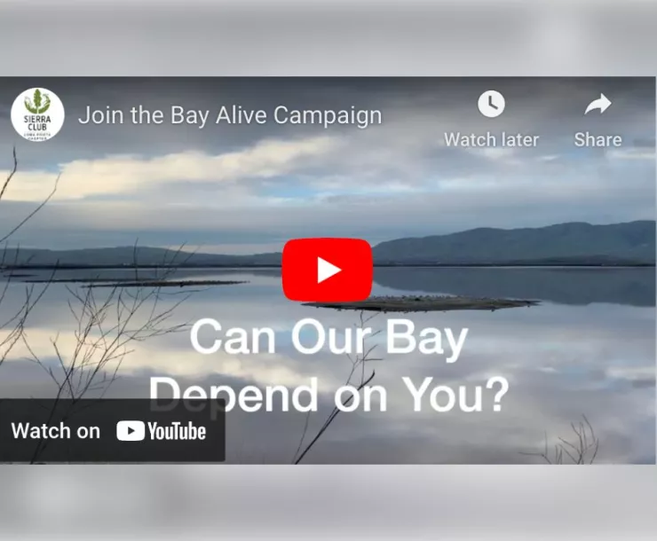 Bay Alive Campaign Video