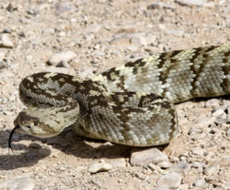 Texas Rattlesnake