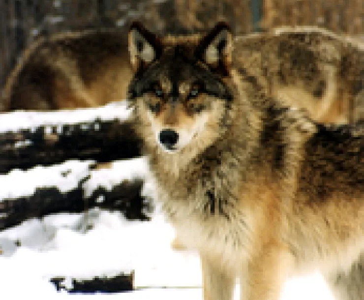Grey wolf
