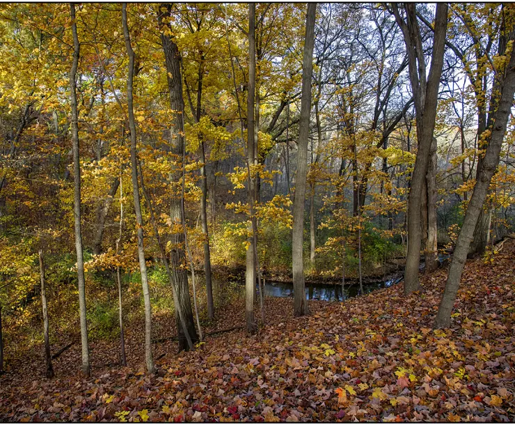 A Carpet of Leaves