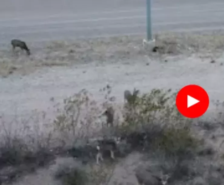 thumbnail of 9 Migrant Desert Deer at Border Wall