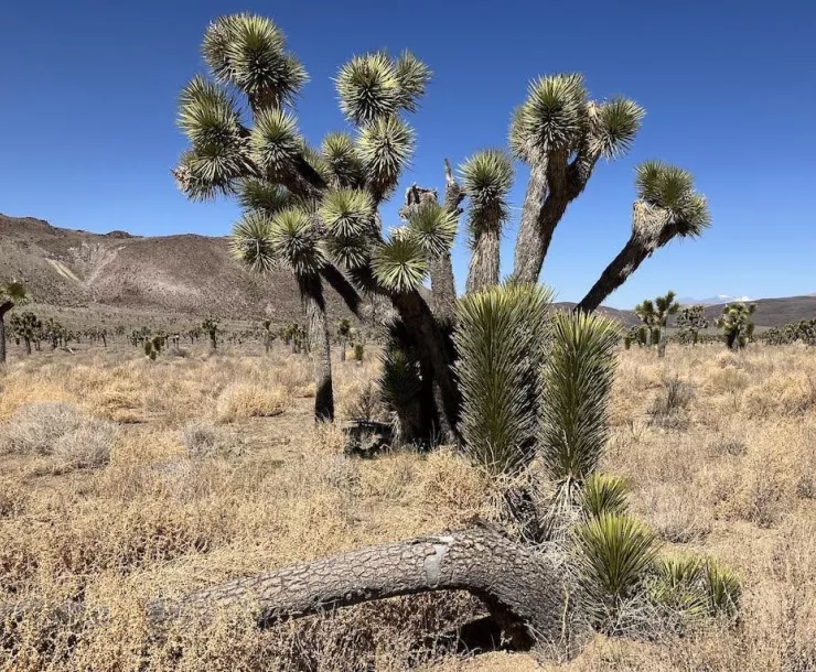 Mature Joshua trees and recruits (babies and teenagers) in Cactus Flat.
