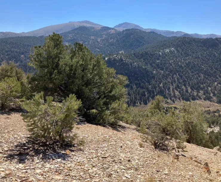 North side of Brawley Peaks in the distance