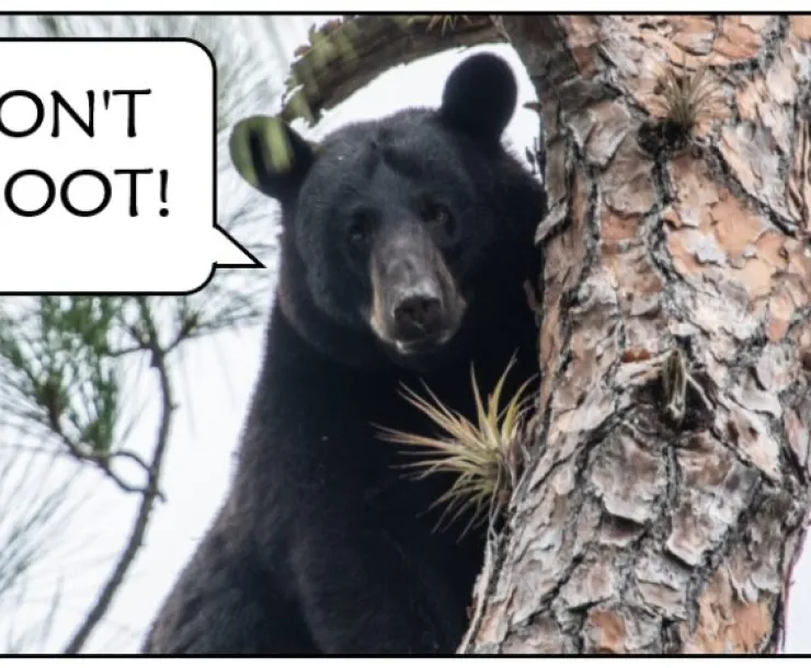 Bear in a tree