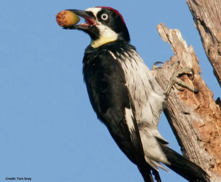 Acorn Woodpecker