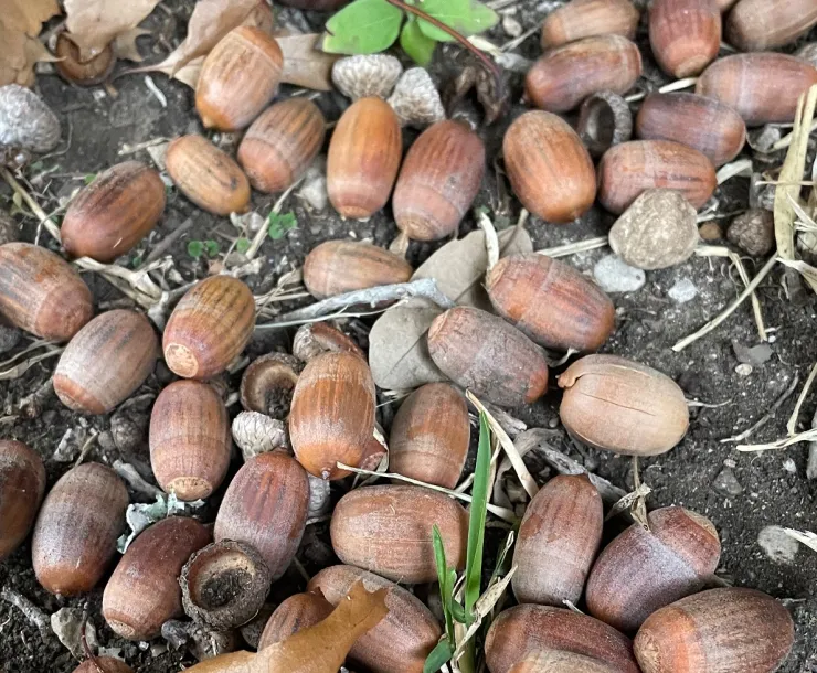 Acorns, picture by Bill Baker, Sierra Club