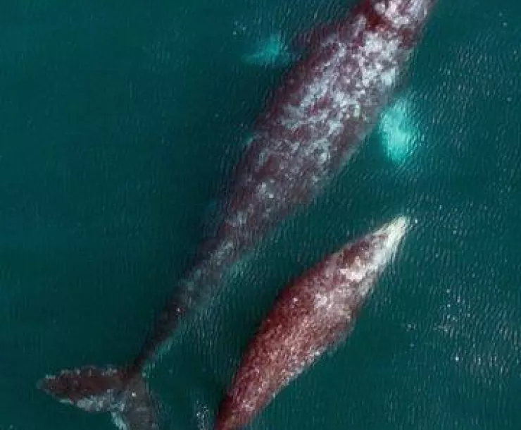 Whale Mother and Calf seen from above
