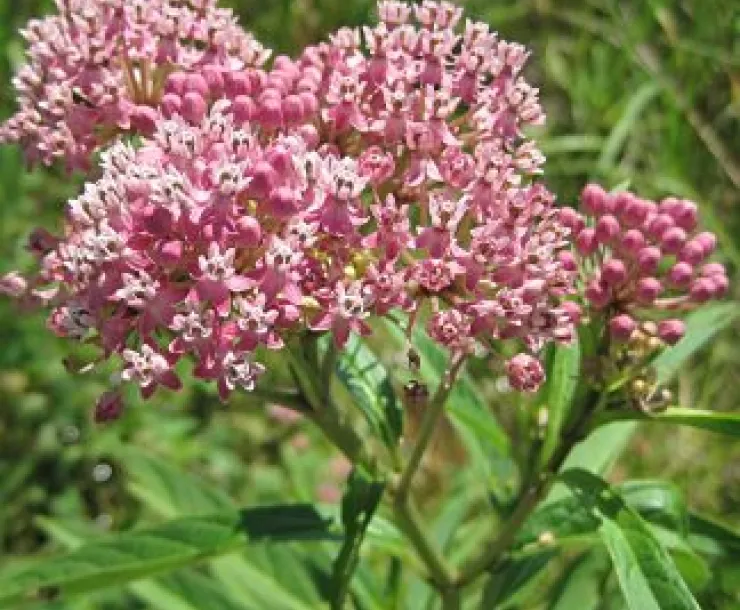 Red Swamp Milkweed