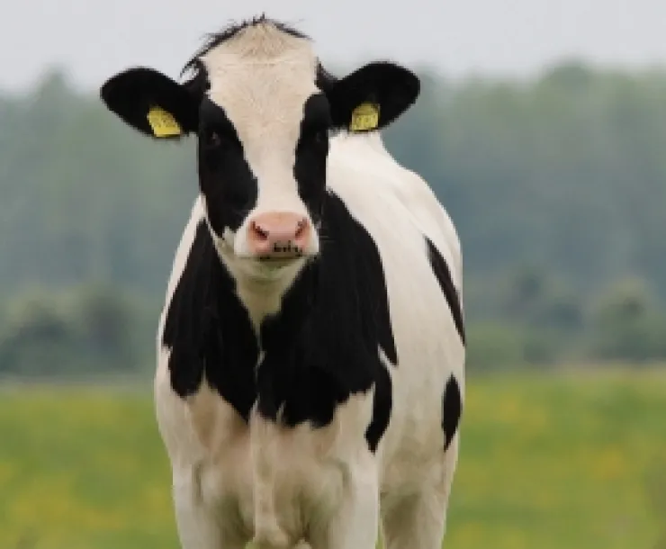 A cow stands face forward on a field of grass before a group of trees.