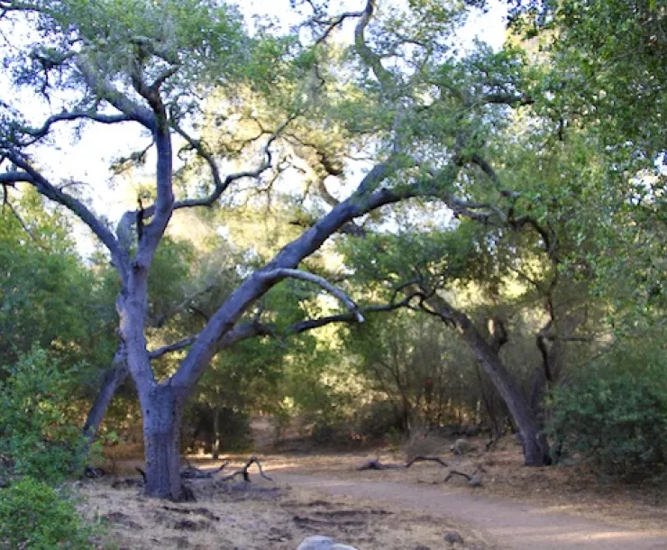 View of a dirt path that leads between two trees.