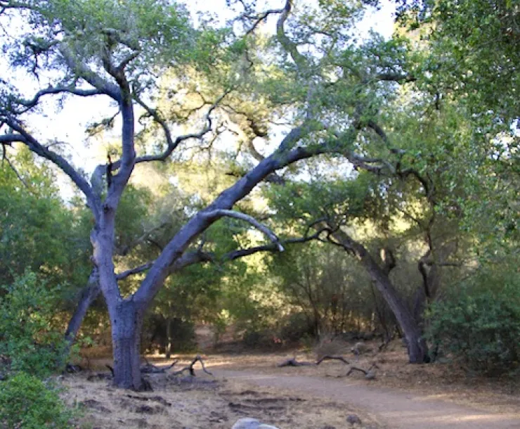 View of a dirt path that leads between two trees.