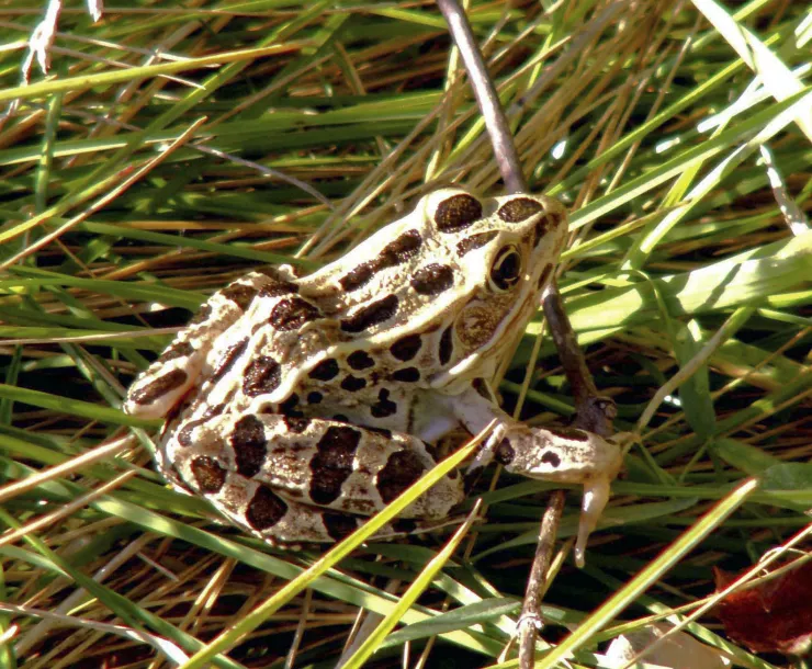 Northern Leopard Frog