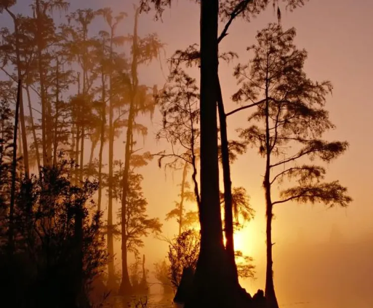 Protect Okefenokee Swamp from proposed Titanium Mine