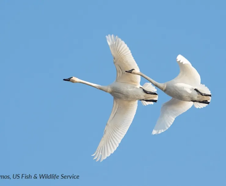 Tundra swans fly over Lake Mattamuskeet in this 2015 photo by Keith Ramos of the US Fish and Wildlife Service