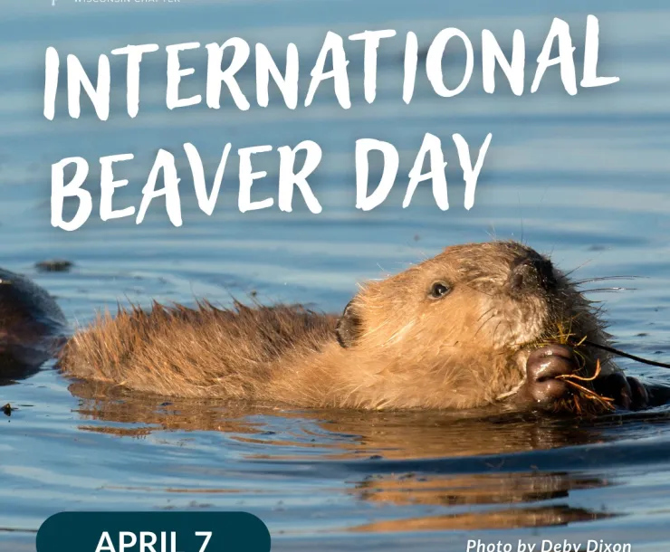 International Beaver Day text on a river with a floating beaver