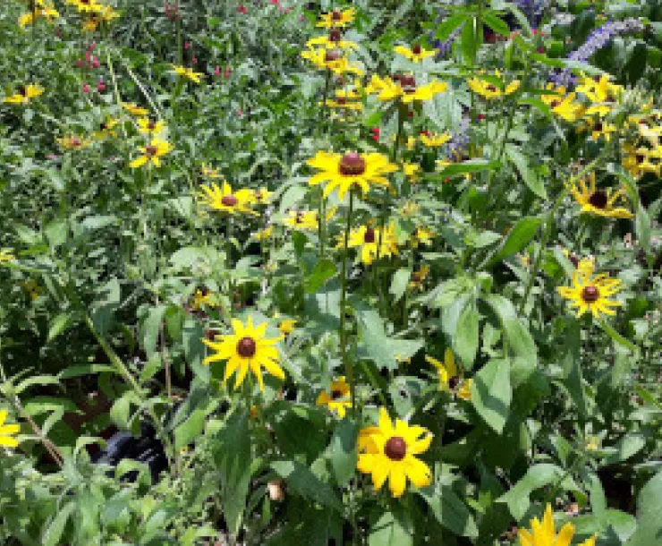 Brown eyed susan