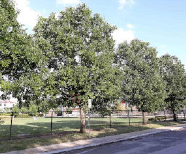 street trees