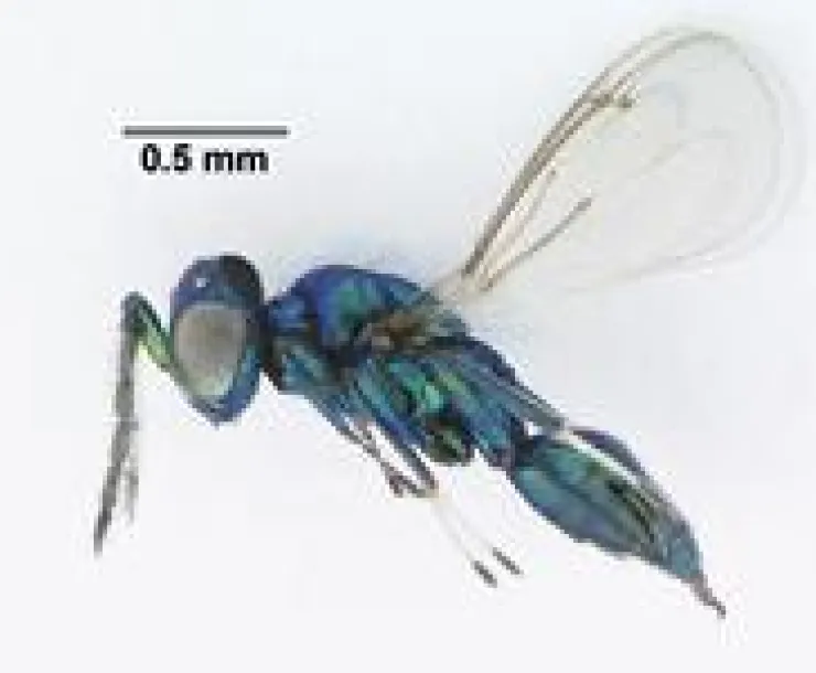 Chalcid Wasp (Fairy Wasp relative)
