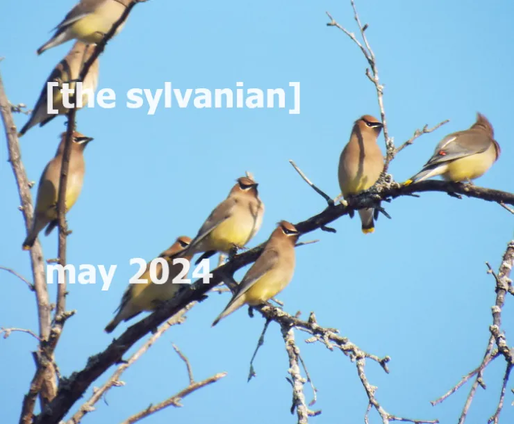 Cedar waxwings against a blue sky