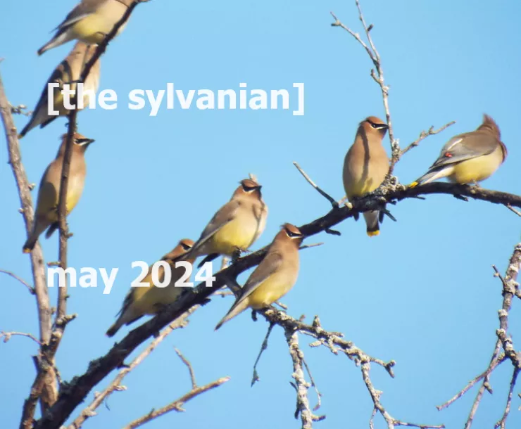 Cedar waxwings against a blue sky