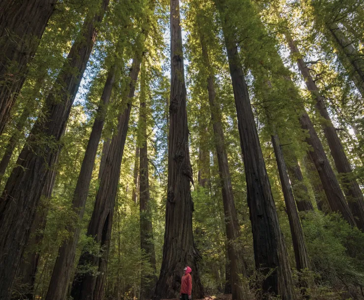 Person standing in a large forest