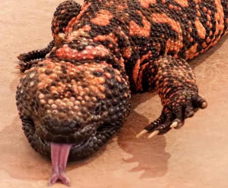 Gila Monster