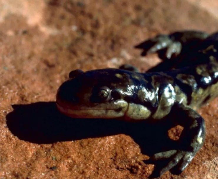 Sonoran Tiger Salamander