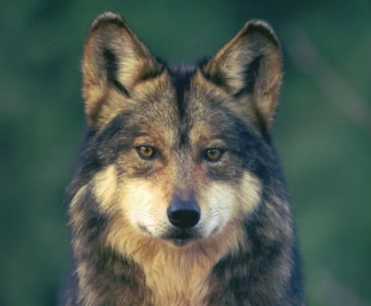 Wolf Portrait