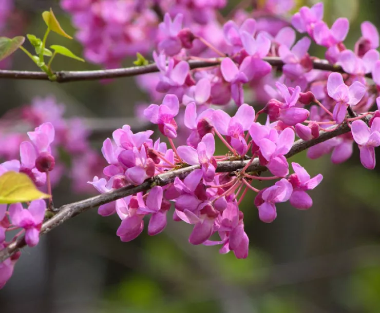 bright fushia easter redbud in bloom