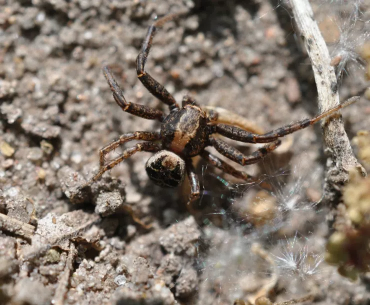 A Male Xysticus elegans (Elegant Crab Spider). Photo Credit: Bob Suchanek