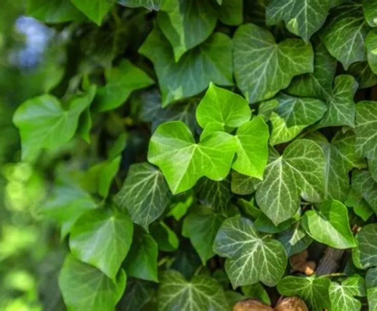 English ivy