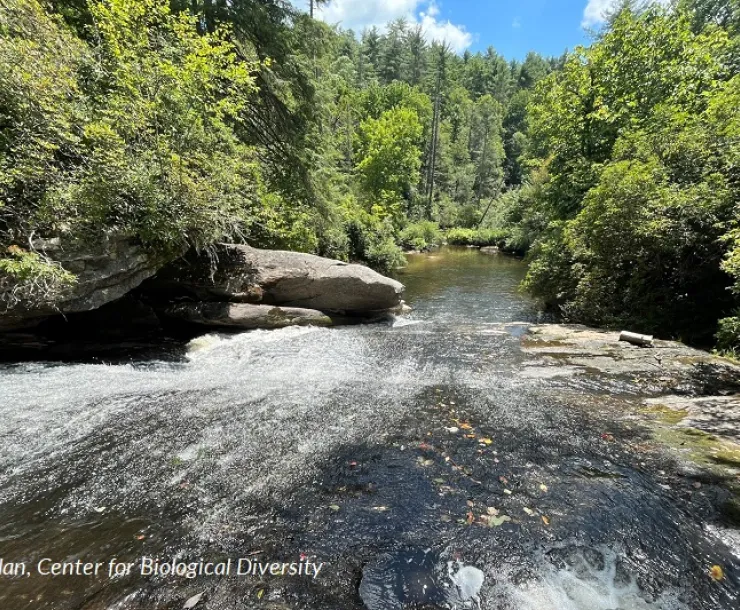 A stream in the Southside are of the Nantahala National Forest. Picture by Will Harlan, Center for Biological Diversity
