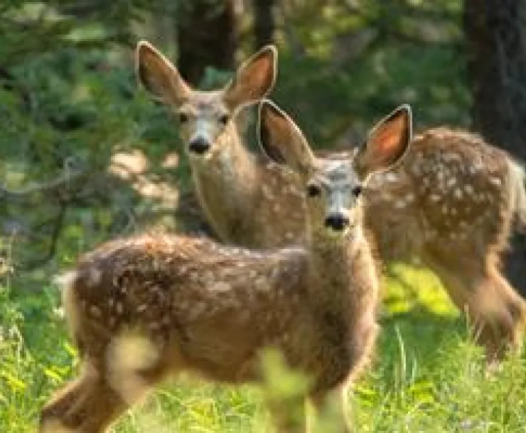 deer