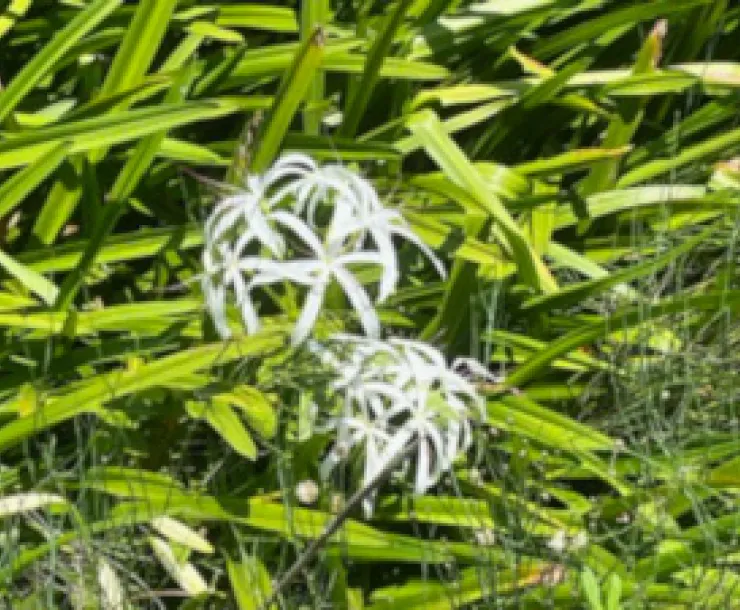 Hudson Woods