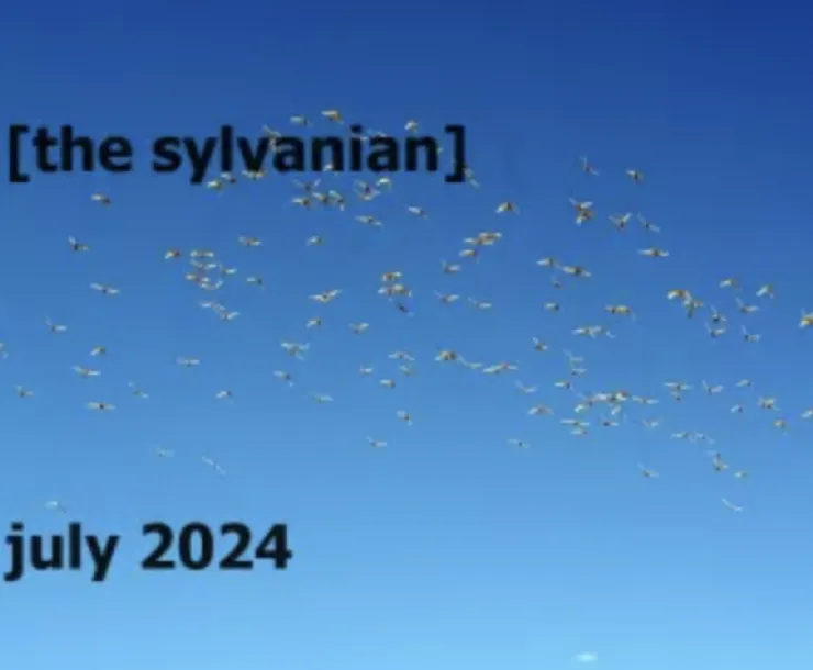 A flock of birds against a deep blue. Black text reads [the sylvanian]  july 2024.