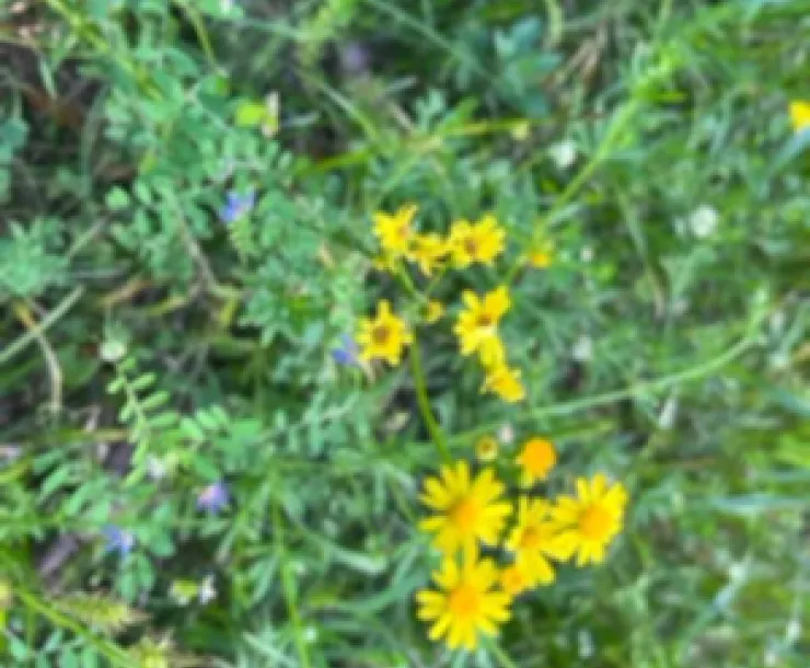 Flowers