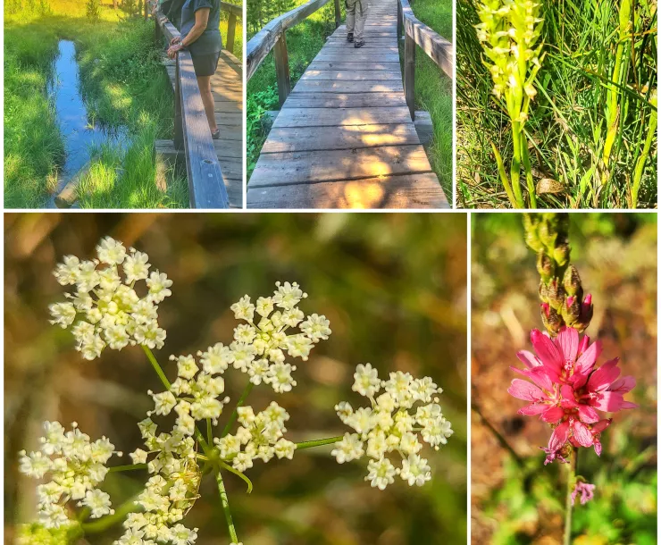 Photos of participants and the blooming flowers seen on our July 18th wildflower walk with TINS. 