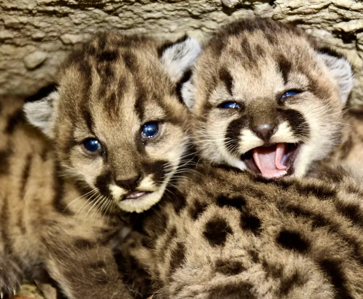 Baby mountain lions