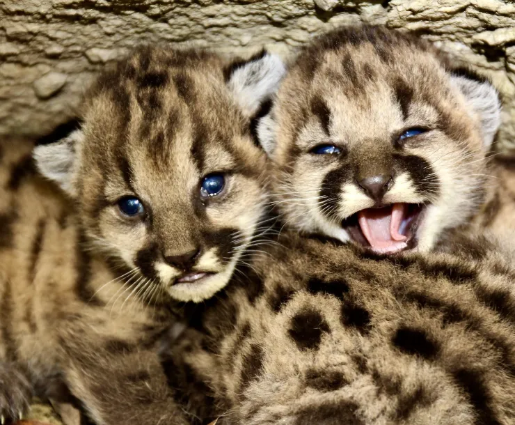 Baby mountain lions