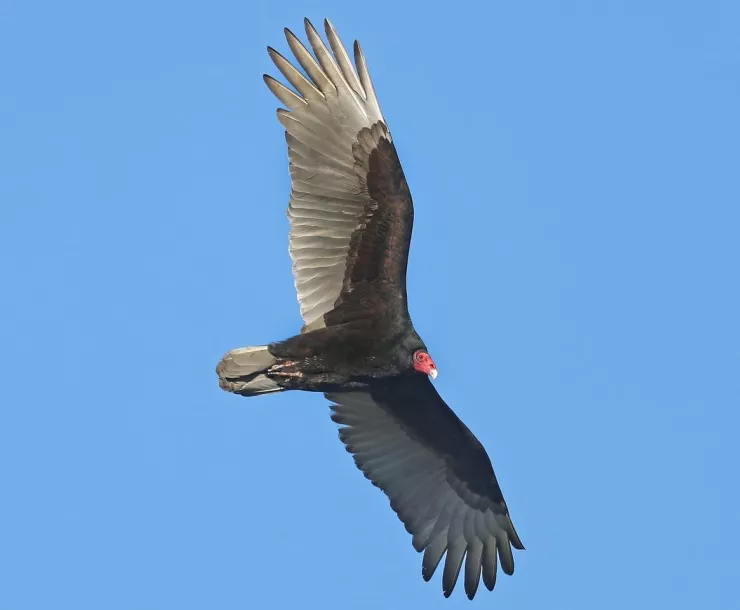 Turkey Vulture in flight