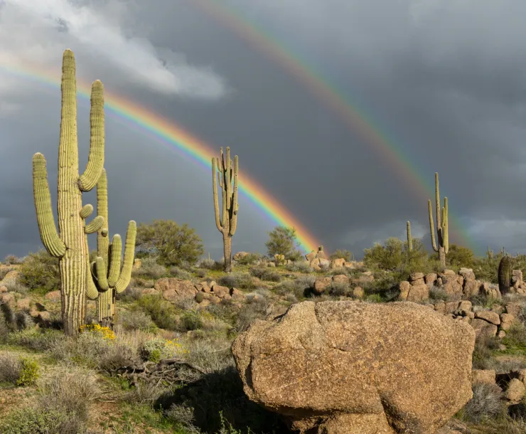 Two saguaro cati in front of a rainbow and cloudy skies