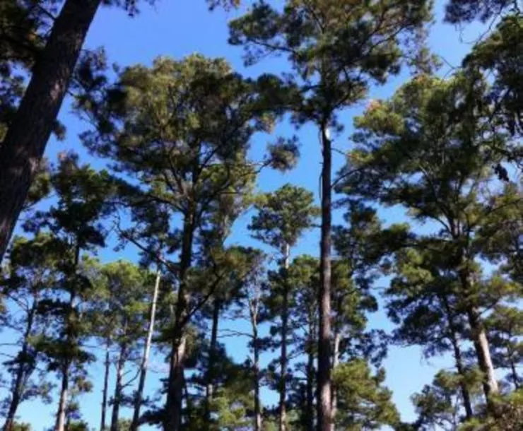 Texas forest - Carol Woronow