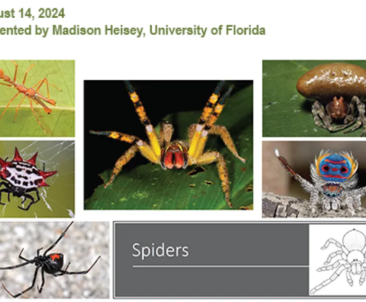 Spiders Presentation Thumbnail