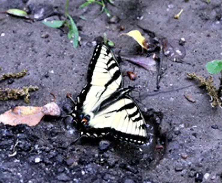 Tiger Swallowtail butterfly puddling. Photo credit: Bob Suchanek