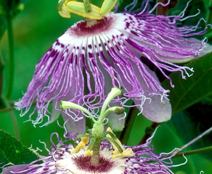 passion flower in bloom