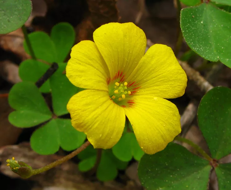 bright yellow wood sorrel in bloom